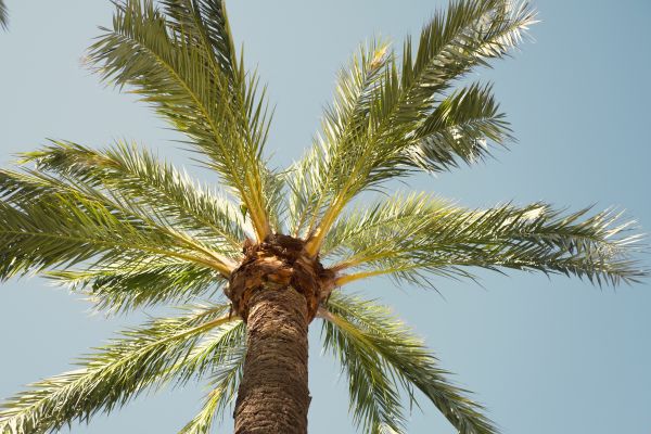 Palm Tree Removal in Reston