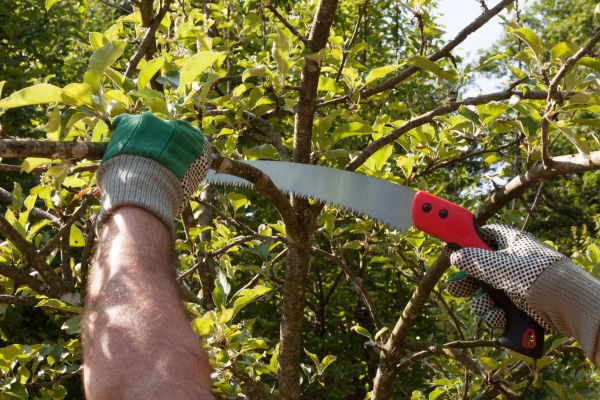 Small Tree Removal in Reston