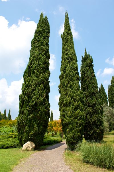 Cypress Tree Removal in Reston