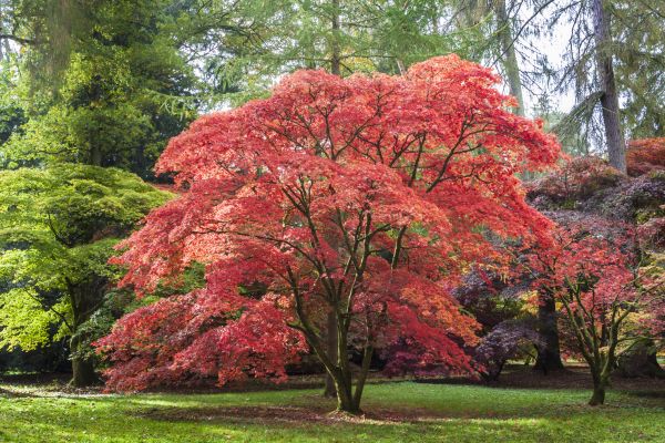 Maple Tree Removal in Reston