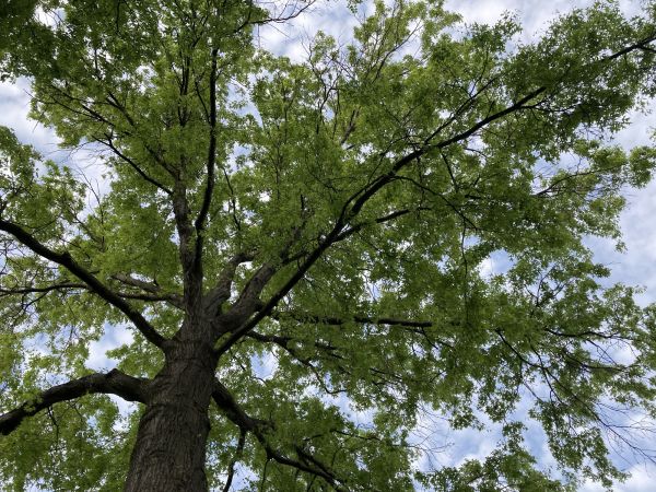 Oak Tree Removal in Reston