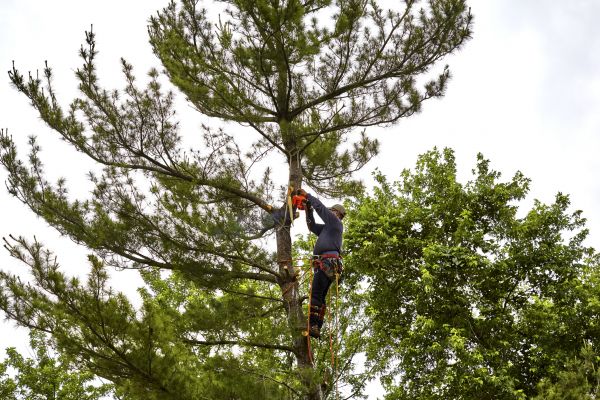 Pine Tree Removal in Reston