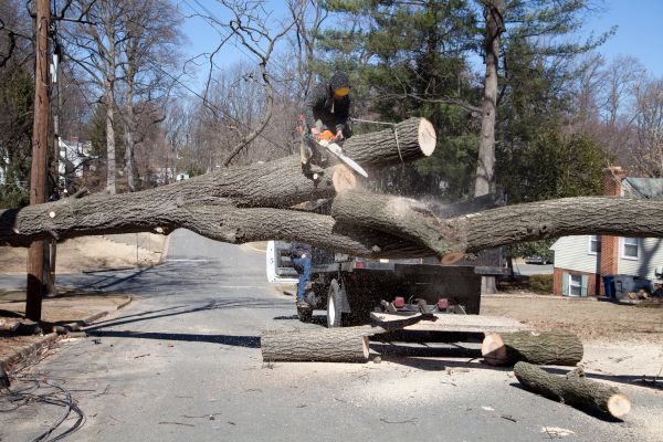 Residential Tree Removal in Reston