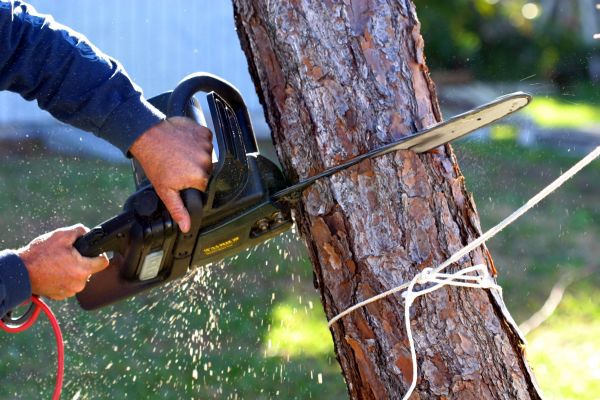 Dead Tree Removal in Reston