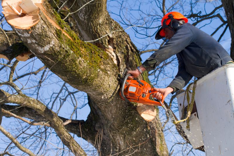 Birch Tree Removal