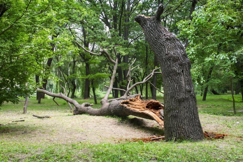 Storm Damage Tree Fall