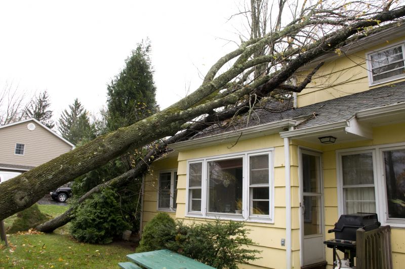 Storm Damage Tree Fall