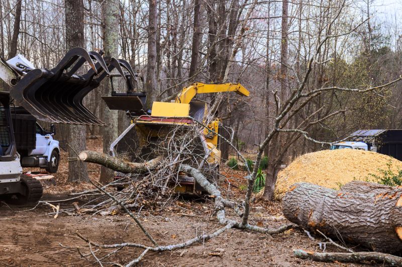 Spring Tree Removal Process