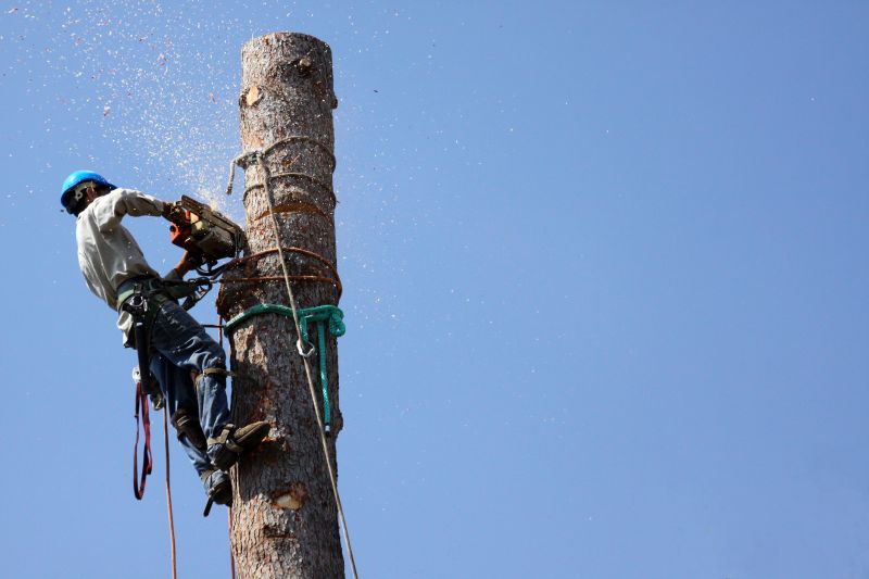 Safe Tree Felling