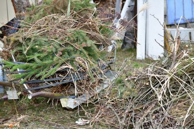 Willow Tree Removal